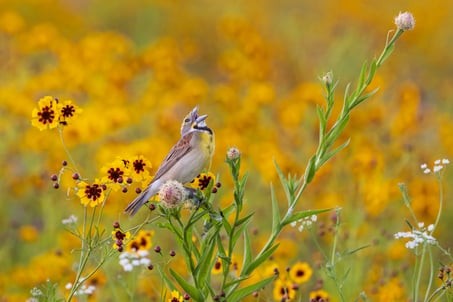 BirdSpotter Winter 2021 Photo Contest Finalists